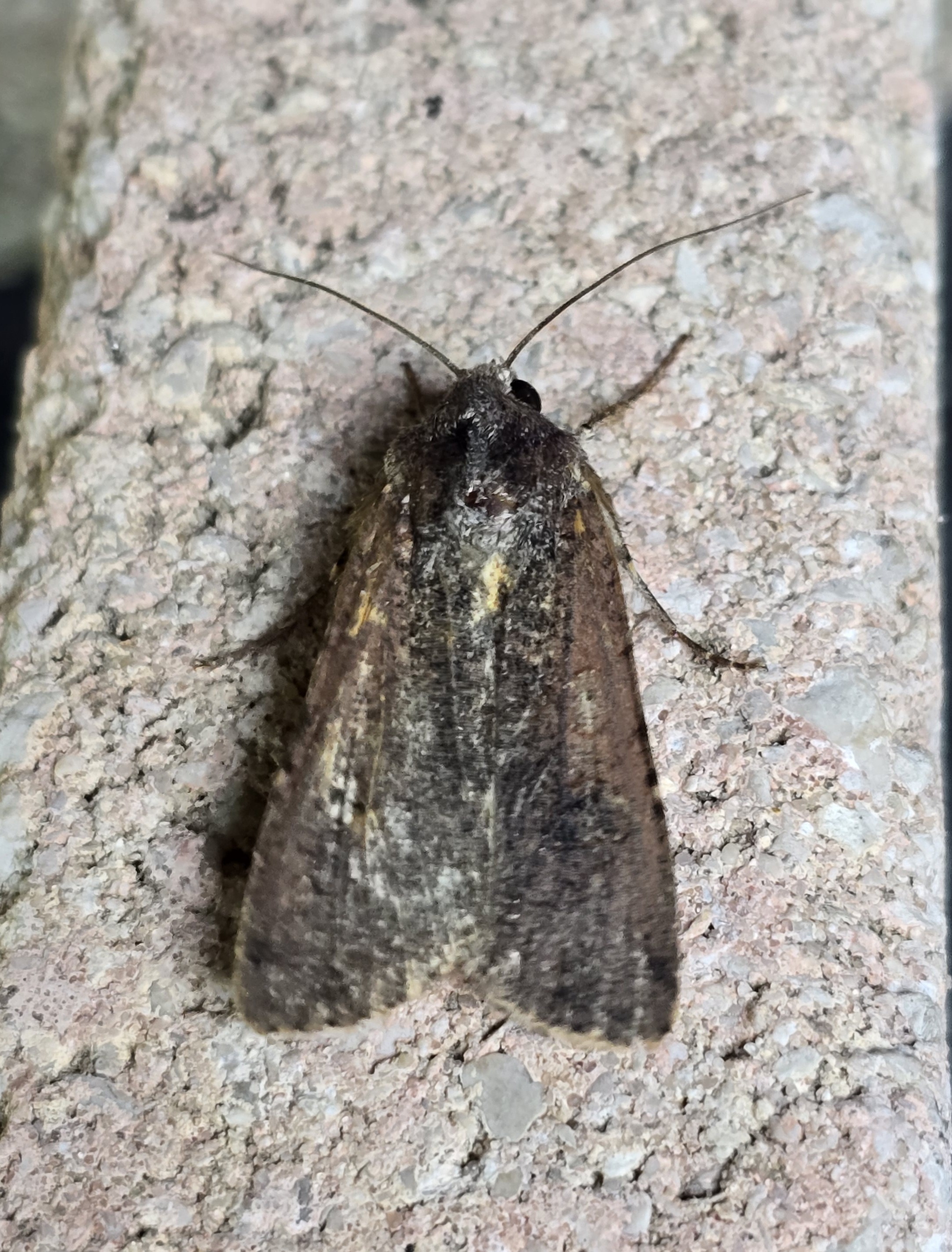 Photo of Pearly Underwing (Peridroma saucia)